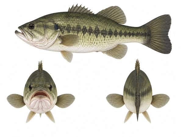 Largemouth Bass Three-View Reference